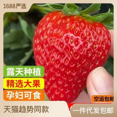 顺丰空运大凉山新鲜草莓鲜果露天红颜奶油草莓大果当季水果孕妇