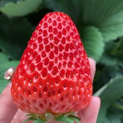 顺丰空运大凉山新鲜草莓鲜果露天红颜奶油草莓大果当季水果孕妇图2