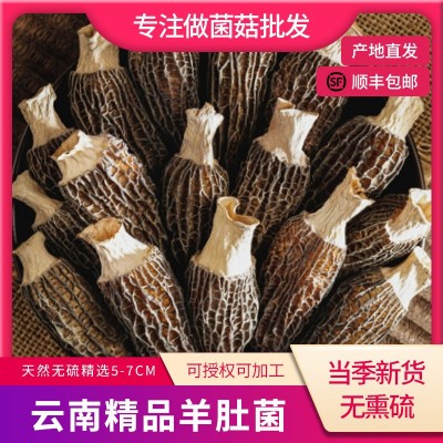 云南高原羊肚菌干货5-7cm批发剪柄头茬无沙羊肚菌菇种植基 地直发