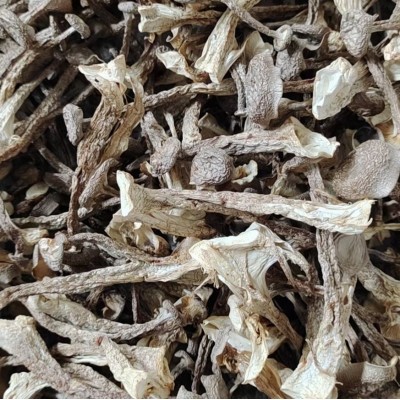 叶小玲古田新货鹿茸菇菌菇干货批发福建农产品500g新货推荐图4