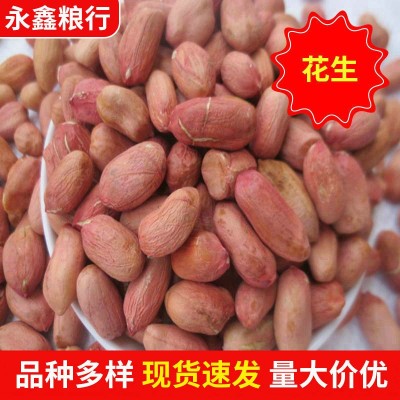 批发榨油新花生米 山东大粒花生米粮油作物 五谷杂粮袋装25公斤