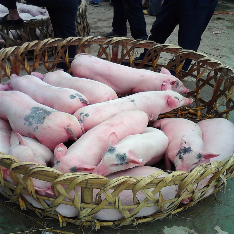 大型仔猪市场商品外三元瘦肉仔猪苗猪崽格河南卖小猪仔价格