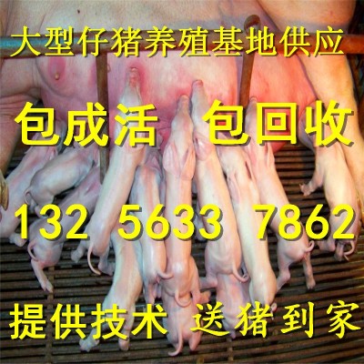 仔猪出售，苗猪价格，山东仔猪价格，山东三元仔猪价格，猪仔猪苗图2