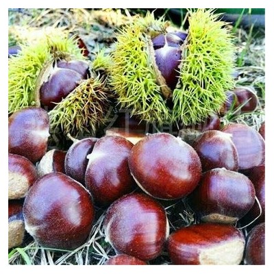 当季板栗生产厂家 软糯香甜糖炒栗子原料 产地直营图5
