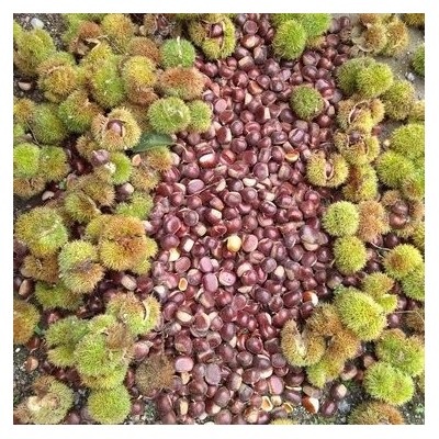 当季板栗生产厂家 软糯香甜糖炒栗子原料 产地直营图4