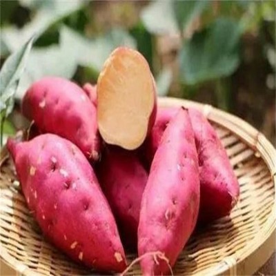 天然红薯货源充足新鲜现挖口感纯正营养美味图4