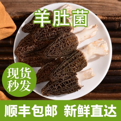 云南特产新鲜羊肚菌礼盒包装汤包精品仿野生蘑菇鲜货菌汤煲