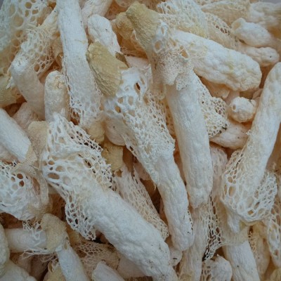 【裕菌隆】干竹荪8-12公分红托竹荪A级挑选货酒店竹荪鸡肉质厚实图2