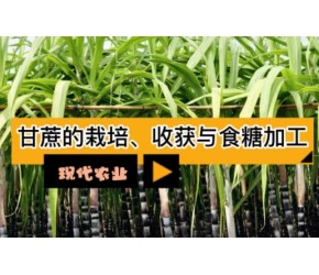 现代农业之——甘蔗的栽培、收获与食糖加工（老王讲糖系列视频）