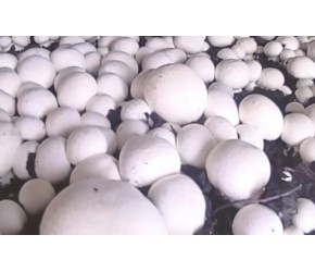现代农业之——食用菌(蘑菇)的栽培技术（老王讲糖系列视频）