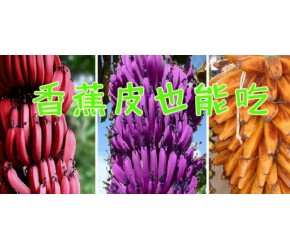 现代农业之——日本可吃皮香蕉的栽培与收获（老王讲糖系列视频）