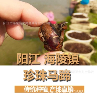 椰子鸡配料香糯珍珠马蹄茡荠新鲜去皮马蹄珍珠小马蹄合作社