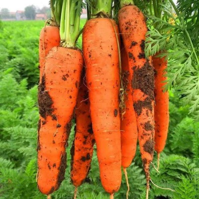 10斤包邮【现挖现发】新鲜胡萝卜新鲜蔬菜农家水果萝卜蔬菜类批发图5