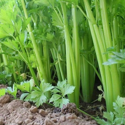 5斤包邮新鲜西芹大棵半叶西洋芹菜绿色香芹蔬菜榨汁嫩心香芹图2