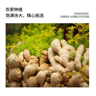 现货生姜水洗姜 山东大姜3/5/9斤 1件代发图3