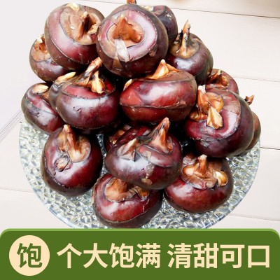 广西荔浦新鲜马蹄荸荠水果蔬菜鲜甜多汁马蹄农家现挖一件代发图2