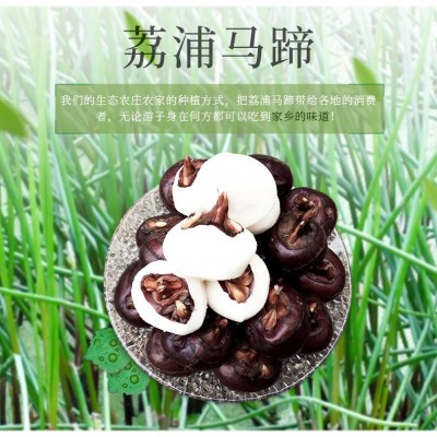 现货当日发农家自种马蹄新鲜荸荠广西荔浦清甜爽口马蹄特色蔬菜图2