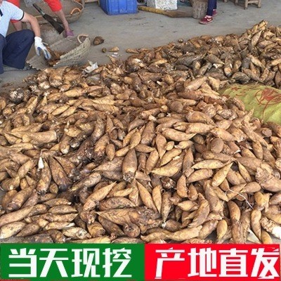 新鲜农家冬笋现挖新鲜笋毛竹笋冬笋鲜笋