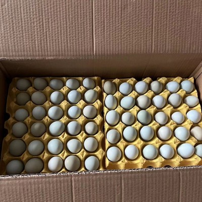 农家新鲜绿壳鸡蛋 散养土鸡谷物蛋 现捡现发当季食用蛋整箱批发图2