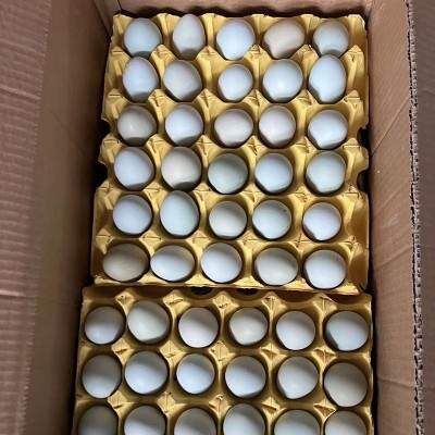 农家新鲜绿壳鸡蛋 散养土鸡谷物蛋 现捡现发当季食用蛋整箱批发