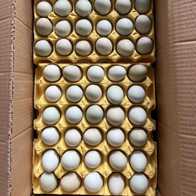 农家新鲜绿壳鸡蛋 散养土鸡谷物蛋 现捡现发当季食用蛋整箱批发图3