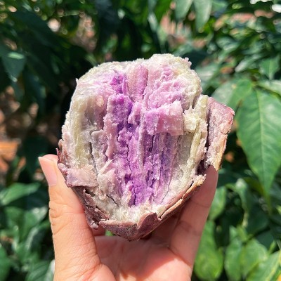 广东沙地冰淇淋番薯新鲜农家自种高州一点红红薯粉糯干面紫薯10斤图3