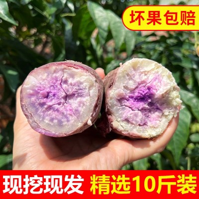 广东沙地冰淇淋番薯新鲜农家自种高州一点红红薯粉糯干面紫薯10斤