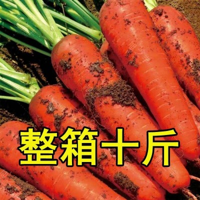 新鲜胡萝卜农家自种蔬菜水果生吃脆甜红萝卜现挖现发产地直销批发图2