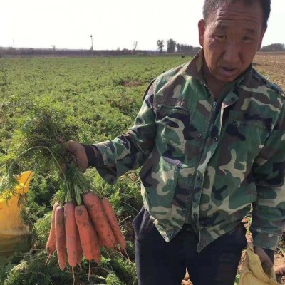 新鲜胡萝卜农家自种蔬菜水果生吃脆甜红萝卜现挖现发产地直销批发图5