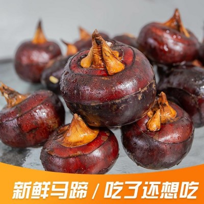 广西马蹄精品荠特大马蹄脆甜多汁个大无渣现挖微泥产地直发果图4