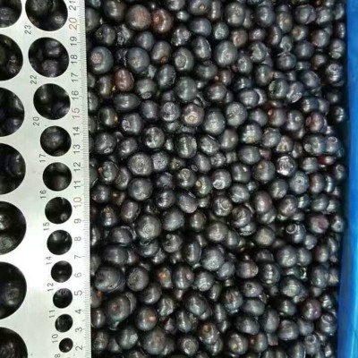 冷冻水果冷冻蓝莓 速冻蓝莓果蔬冷冻蓝莓非兔眼品种冷冻水果蓝莓图2