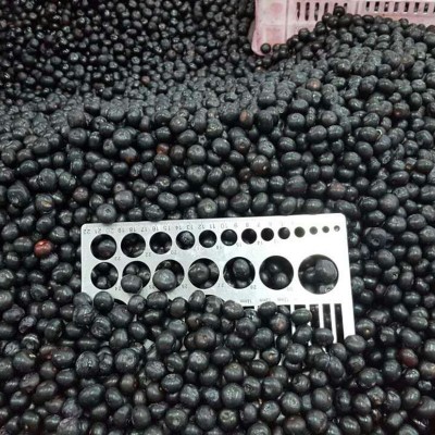 冷冻水果冷冻蓝莓 速冻蓝莓果蔬冷冻蓝莓非兔眼品种冷冻水果蓝莓图3