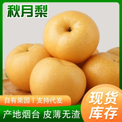 秋月梨自家果园新鲜采摘丰水梨南水梨水果脆甜烟台秋月梨一 件代发图4