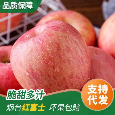 烟台水晶红富士苹果全红香甜可口冰糖心脆甜多汁爽口条红栖霞苹果图5