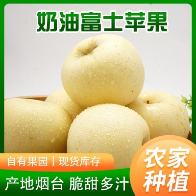 山东烟台苹果批发苹果新鲜当季采冰糖心脆甜多汁黄金奶油富士苹果图5