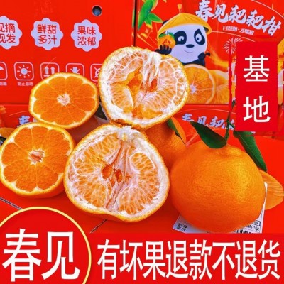 四川蒲江 春见耙耙柑 新鲜柑橘 当季水果现摘现发一件代发包邮图4