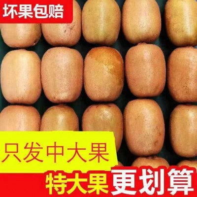 四川蒲江黄金奇异果黄心猕猴桃产地现摘现发新鲜孕妇水果图5