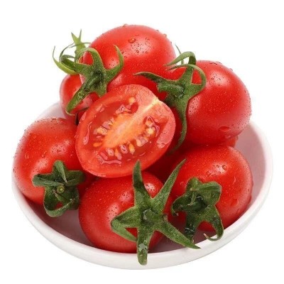 批发小西红柿新鲜小番茄蔬菜水果露天种植应季酸甜现摘现发包邮现