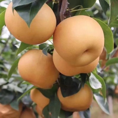 烟台益生菌秋月梨自家果园新鲜采摘丰水南水梨水果脆甜一件批发图2
