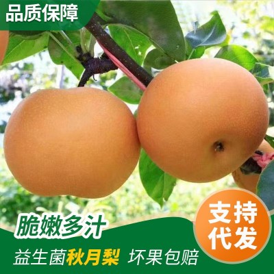 烟台益生菌秋月梨自家果园新鲜采摘丰水南水梨水果脆甜一件批发图5