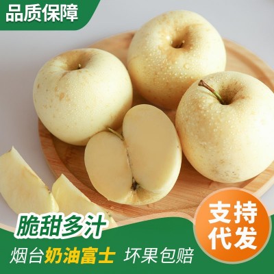 山东烟台黄金奶油富士苹果新鲜当季采摘冰糖心 脆甜多汁 批发代发图4