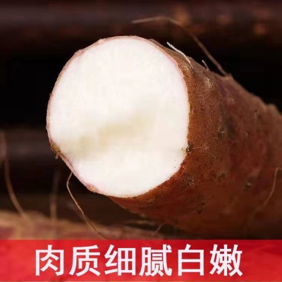 厂家直发纯天然 软糯香甜铁棍山药 沙土地 红花斑山药图4