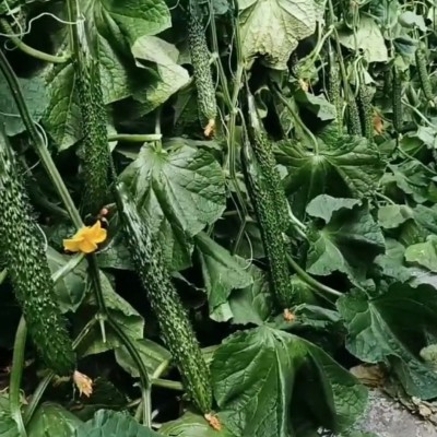新鲜密刺黄瓜现摘现发山东蔬菜生吃清脆水果绿青瓜3斤五斤装批发图3