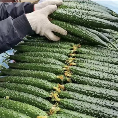 新鲜密刺黄瓜现摘现发山东蔬菜生吃清脆水果绿青瓜3斤五斤装批发图2
