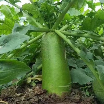 山东潍坊水果青萝卜 正宗潍县新鲜甜脆生食翠绿9斤礼盒装水果萝卜图3