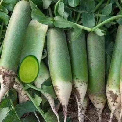 山东潍坊水果青萝卜 正宗潍县新鲜甜脆生食翠绿9斤礼盒装水果萝卜图4