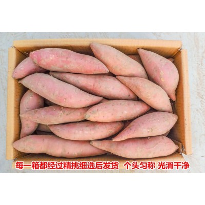 山东烟薯25 红薯批发 地瓜大量供应 蜜薯香糯甜烤红薯地