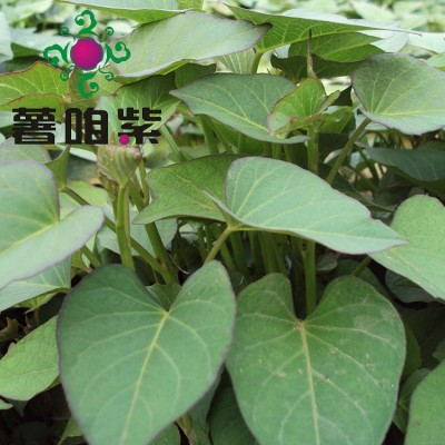 新品紫红薯苗色泽靓紫产量成活率高紫地瓜苗山东基地图2