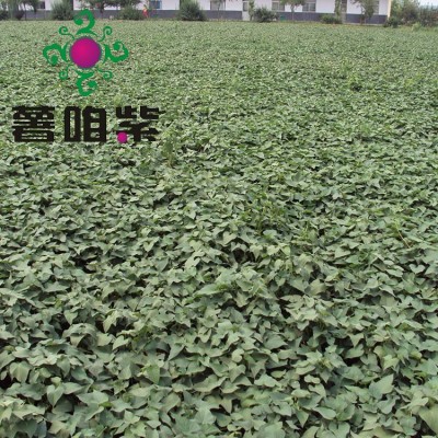 新品紫红薯苗色泽靓紫产量成活率高紫地瓜苗山东基地图4