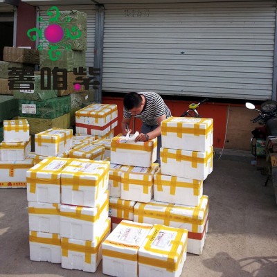 新品紫红薯苗色泽靓紫产量成活率高紫地瓜苗山东基地图5